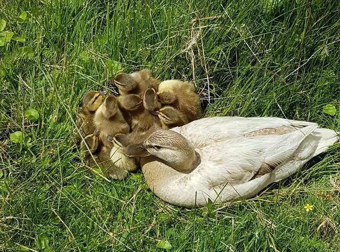 Lieux-au-lac * Augignac